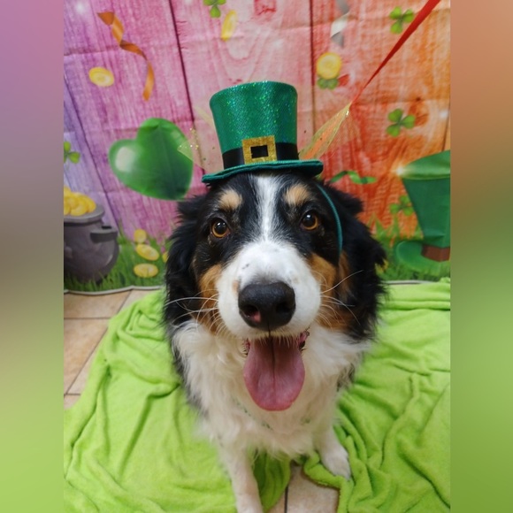 🤩🌺🌻🌹Lulubellashop ❤️ Join my Live Show!!!! - Picture 5 of 7